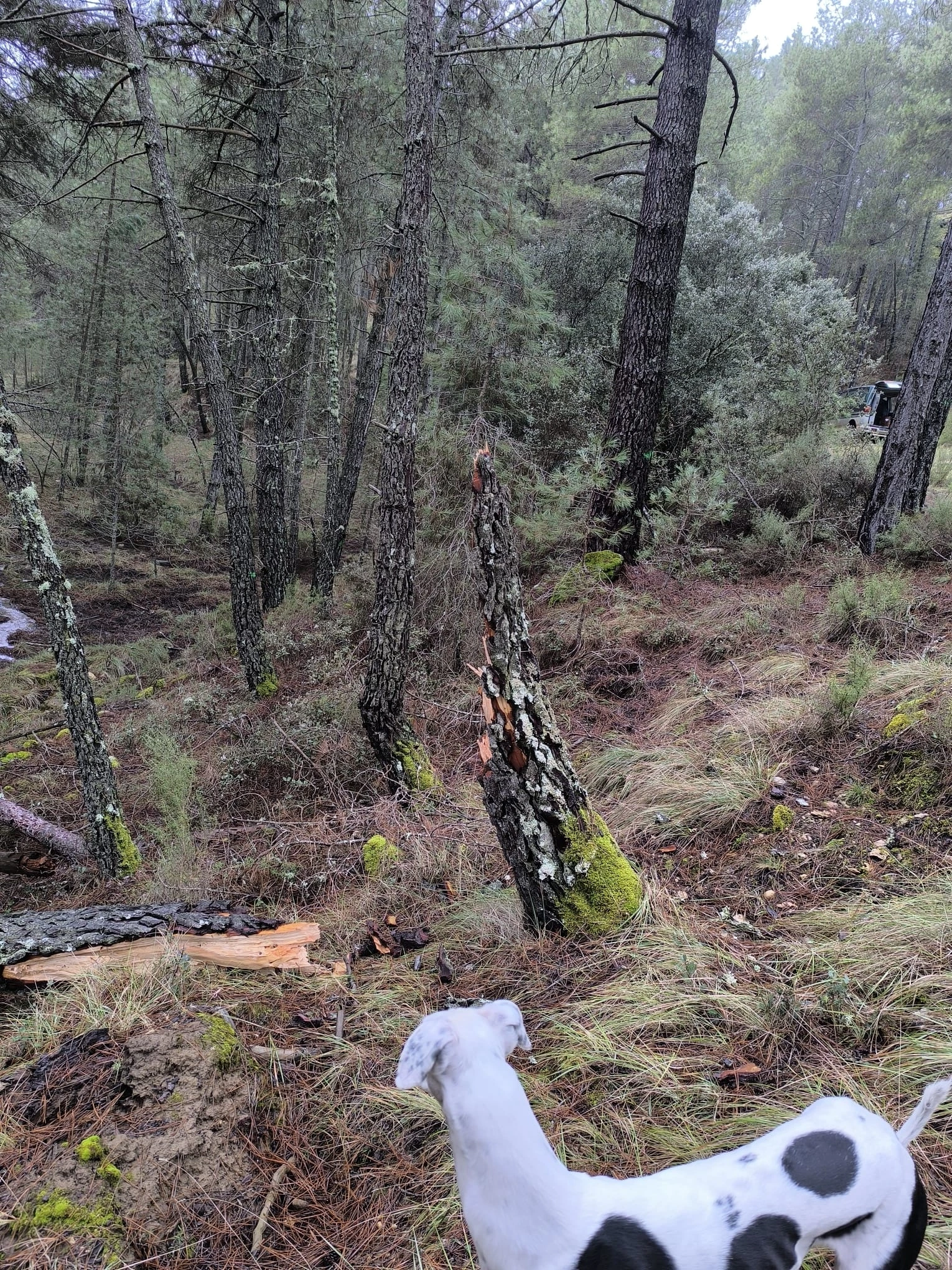 Naturaleza Cañizares