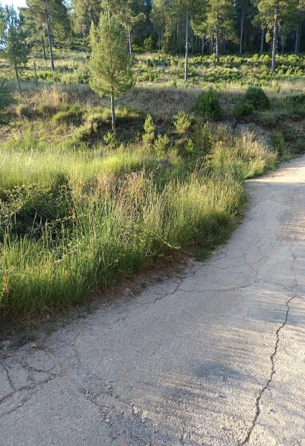 Sendero Cañizares