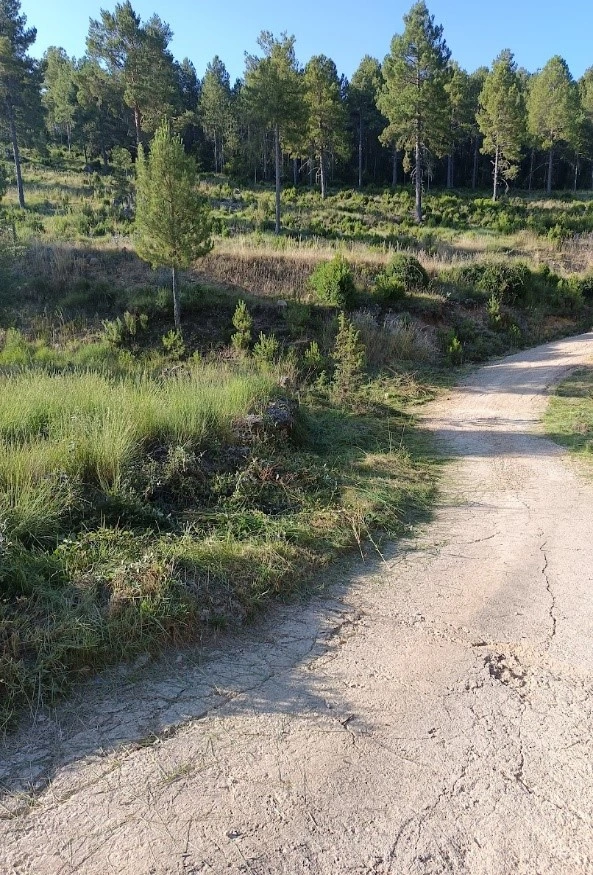 Camino natural Cañizares